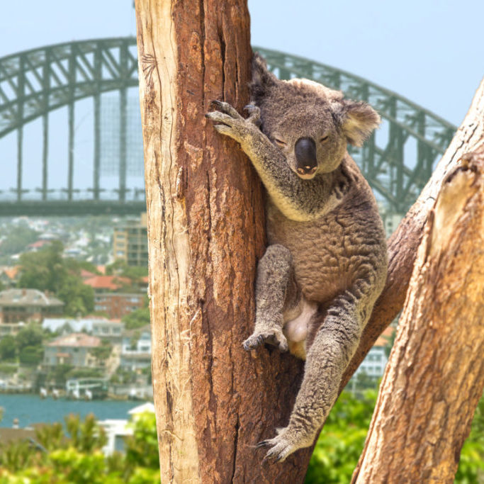 Koala in Sydney
